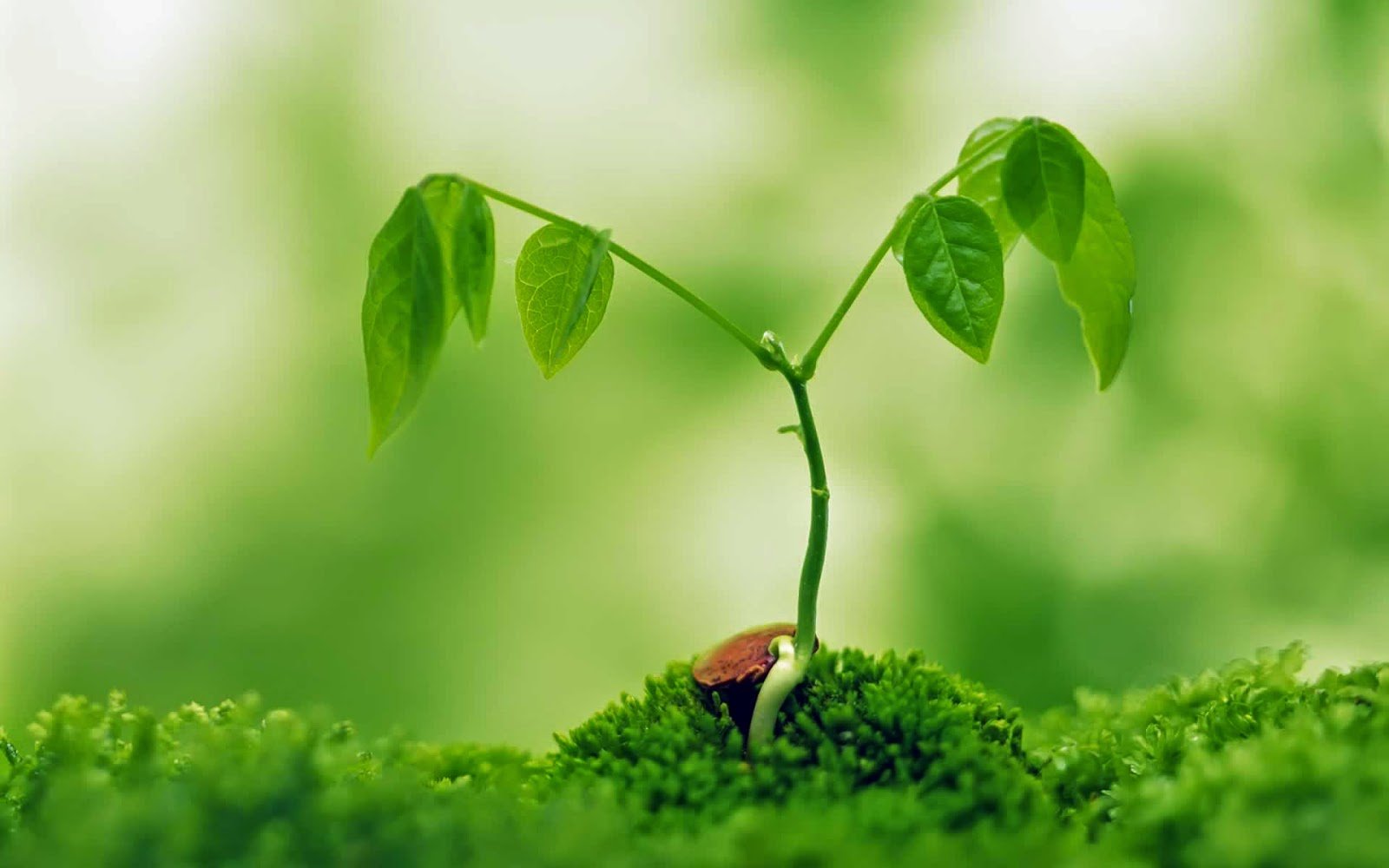 Plants